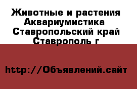 Животные и растения Аквариумистика. Ставропольский край,Ставрополь г.